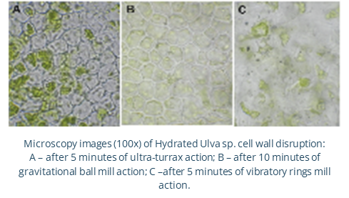 Method for obtaining rich protein extracts from algae