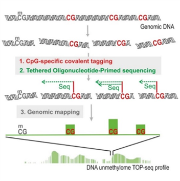 TOP-seq: technology for high-resolution economical analysis of DNA epigenome