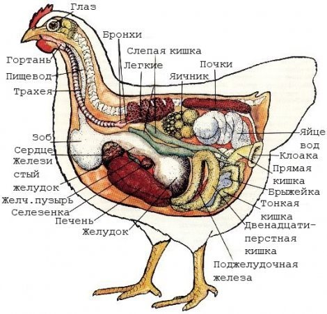 Seeking the technology to produce alternative products from poultry meat processing waste