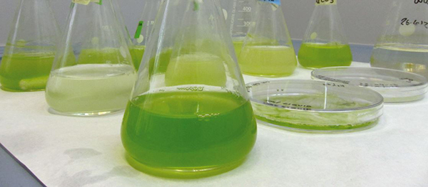 Microalgae cultivation in a versatile pilot plant