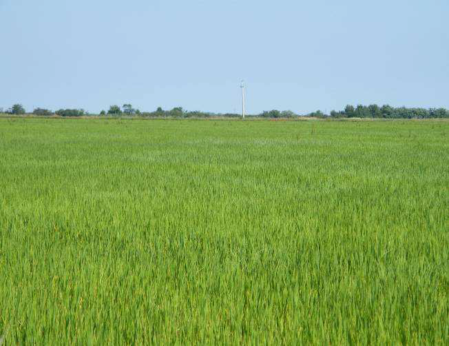 RICENUT-INNO technology - A novel complex rice nutrition and conditioning process