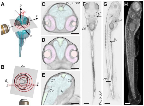 Device and method for creating an optical tomogram of a living microscopic sample