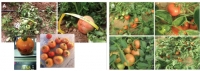High Heat & TYLCV Resistant Tomatoes