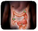 Microbial method for reproducing the human urolithin metabotypes in vitro and in vivo