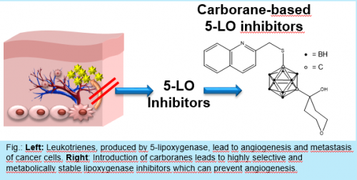 Stable inhibitors of the 5-lipoxygenase pathway for treating Asthma and Cancer