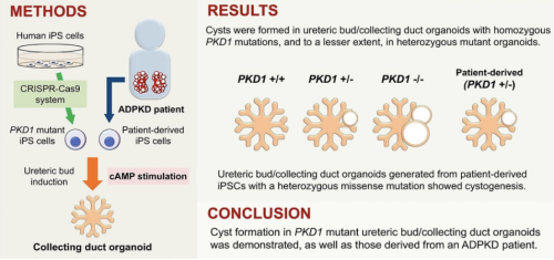 Kidney organoids derived from ADPKD-specific human induced pluripotent stem cells.