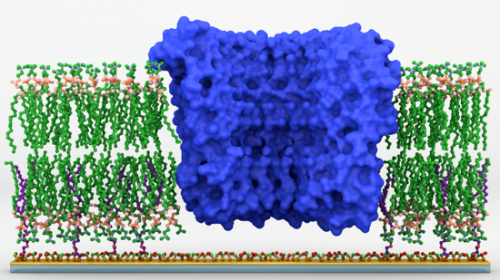 Enabling technology platform to study proteins in membranes
