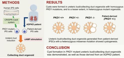 Kidney organoids derived from ADPKD-specific human induced pluripotent ...